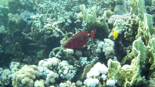 El Quseir (Эль-Кусейр) 06.05.2022 Rohanou House Reef N+S