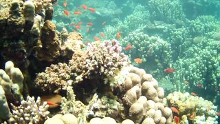 El Quseir (Эль-Кусейр) 06.05.2022 Rohanou House Reef N+S