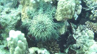 El Quseir (Эль-Кусейр) 06.05.2022 Rohanou House Reef N+S