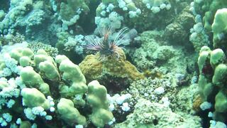 El Quseir (Эль-Кусейр) 06.05.2022 Rohanou House Reef N+S