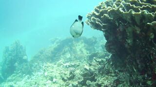 El Quseir (Эль-Кусейр) 06.05.2022 Rohanou House Reef N+S