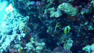 El Quseir (Эль-Кусейр) 06.05.2022 Rohanou House Reef N+S