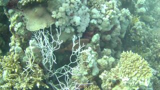 El Quseir (Эль-Кусейр) 06.05.2022 Rohanou House Reef N+S