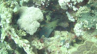 El Quseir (Эль-Кусейр) 06.05.2022 Rohanou House Reef N+S