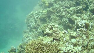 El Quseir (Эль-Кусейр) 06.05.2022 Rohanou House Reef N+S