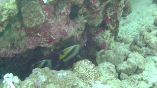 El Quseir (Эль-Кусейр) 06.05.2022 Rohanou House Reef N+S