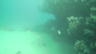 El Quseir (Эль-Кусейр) 06.05.2022 Rohanou House Reef N+S