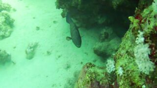 El Quseir (Эль-Кусейр) 06.05.2022 Rohanou House Reef N+S