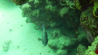 El Quseir (Эль-Кусейр) 06.05.2022 Rohanou House Reef N+S