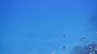 El Quseir (Эль-Кусейр) Kilo 10 Красное море рыбалка у рифа