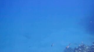 El Quseir (Эль-Кусейр) Kilo 10 Красное море рыбалка у рифа