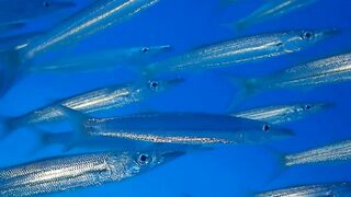 El Quadim (Эль-Куадим) барракуды у рифа