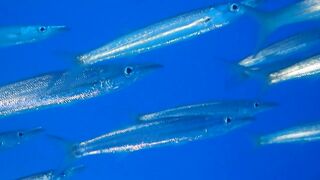 El Quadim (Эль-Куадим) барракуды у рифа