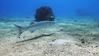 El Quadim (Эль-Куадим) барракуды у рифа