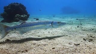 El Quadim (Эль-Куадим) барракуды у рифа