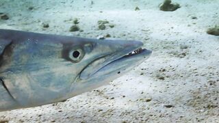 El Quadim (Эль-Куадим) барракуды у рифа