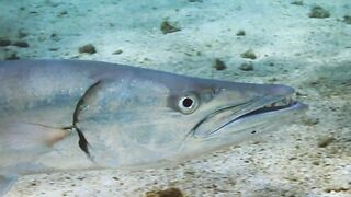 El Quadim (Эль-Куадим) барракуды у рифа