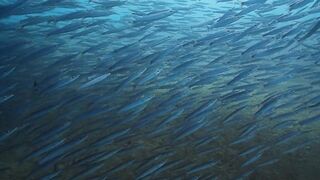 El Quadim (Эль-Куадим) барракуды у рифа