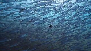 El Quadim (Эль-Куадим) барракуды у рифа