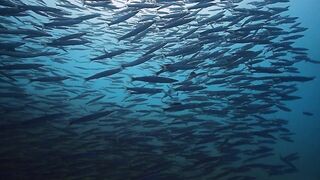 El Quadim (Эль-Куадим) барракуды у рифа