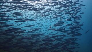 El Quadim (Эль-Куадим) барракуды у рифа