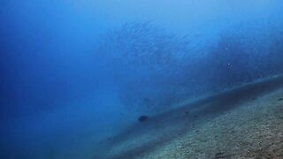 El Quadim (Эль-Куадим) барракуды у рифа