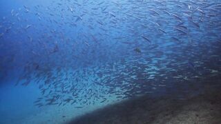 El Quadim (Эль-Куадим) барракуды у рифа