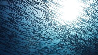 El Quadim (Эль-Куадим) барракуды у рифа