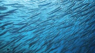 El Quadim (Эль-Куадим) барракуды у рифа