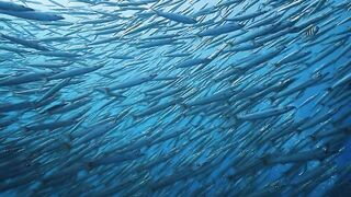 El Quadim (Эль-Куадим) барракуды у рифа