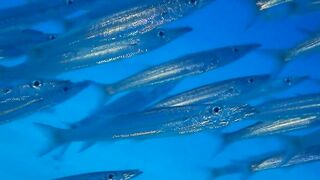 El Quadim (Эль-Куадим) барракуды у рифа