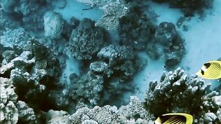 El Quseir (Эль-Кусейр) сентябрь 2022 акула на сноркелинге