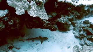 El Quseir (Эль-Кусейр) сентябрь 2022 акула на сноркелинге