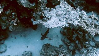 El Quseir (Эль-Кусейр) сентябрь 2022 акула на сноркелинге