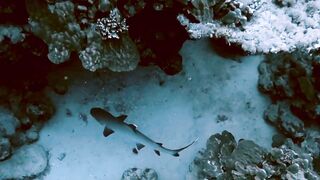 El Quseir (Эль-Кусейр) сентябрь 2022 акула на сноркелинге