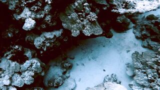 El Quseir (Эль-Кусейр) сентябрь 2022 акула на сноркелинге