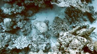 El Quseir (Эль-Кусейр) сентябрь 2022 акула на сноркелинге