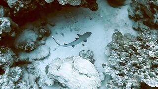 El Quseir (Эль-Кусейр) сентябрь 2022 акула на сноркелинге