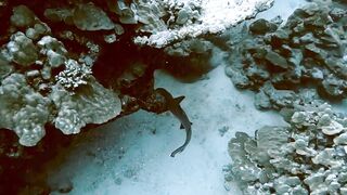 El Quseir (Эль-Кусейр) сентябрь 2022 акула на сноркелинге