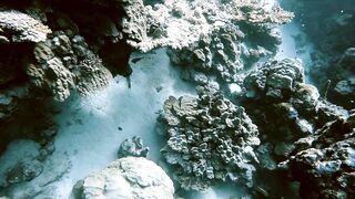 El Quseir (Эль-Кусейр) сентябрь 2022 акула на сноркелинге