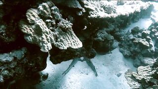 El Quseir (Эль-Кусейр) сентябрь 2022 акула на сноркелинге