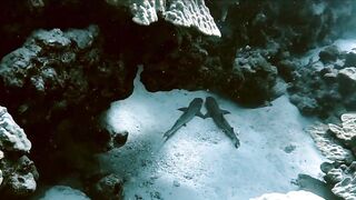 El Quseir (Эль-Кусейр) сентябрь 2022 акула на сноркелинге