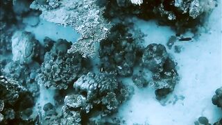 El Quseir (Эль-Кусейр) сентябрь 2022 акула на сноркелинге