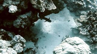 El Quseir (Эль-Кусейр) сентябрь 2022 акула на сноркелинге