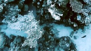 El Quseir (Эль-Кусейр) сентябрь 2022 акула на сноркелинге