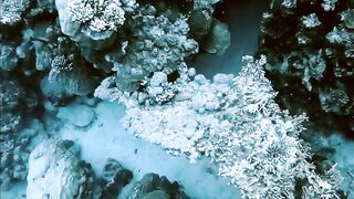 El Quseir (Эль-Кусейр) сентябрь 2022 акула на сноркелинге