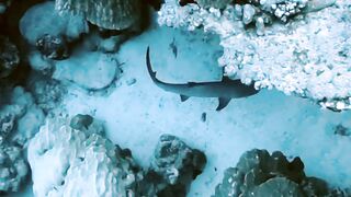 El Quseir (Эль-Кусейр) сентябрь 2022 акула на сноркелинге