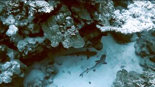 El Quseir (Эль-Кусейр) сентябрь 2022 акула на сноркелинге