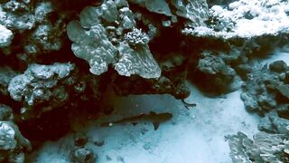 El Quseir (Эль-Кусейр) сентябрь 2022 акула на сноркелинге