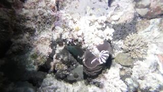 Egypt, Roots Camp, Pharaoh Dive Club, El Quseir, Diving, Red Sea